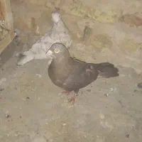 نروماده خوب