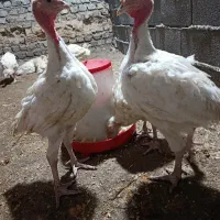جوجه بوقلمون