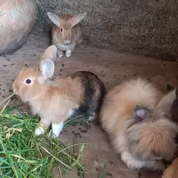 فروش انواع خرگوش ها|موش و خرگوش|لنگرود, |دیوار