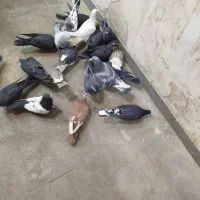 کبوتر|پرنده|کرمان, |دیوار