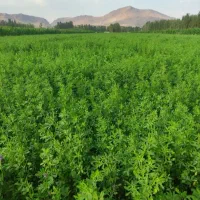 یونجه  درجه یک