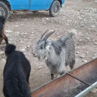 فروش کهره تخمی ترکی|حیوانات مزرعه|علامرودشت, |دیوار