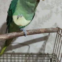 شاه طوطی نر|پرنده|فردیس, فردیس|دیوار