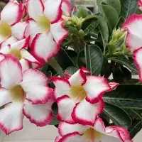 گل بونسای آدنیوم