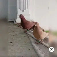 سه عدد کبوتر سالم