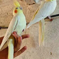 عروس هلندی لوتینو|پرنده|صدرا-فارس, باغشهر گلبهار صدرا|دیوار