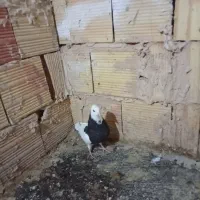 طوقی ماده
