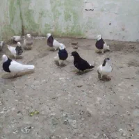 کبوتر|پرنده|سبزوار, کوی بهار|دیوار