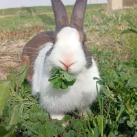 خرگوش خانگی ،