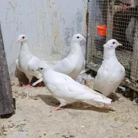 کبوتر رنگه کله سیاه طوقی سرخ دم سفید ساده|پرنده|تربتحیدریه, یحیی آباد|دیوار