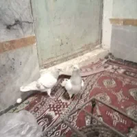 دو تا آبگول دم‌سفید ماده بشرط