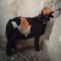 بره قوچ بختیاری