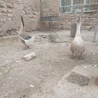 یه جفت قوغاز|حیوانات مزرعه|قزوین, |دیوار