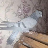 دوعدد جدجه کبوتر پر با یه عدد ماده سیاه قارایی