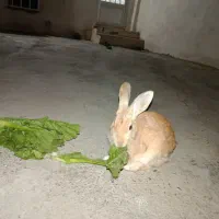 خرگوش خوش رنگ