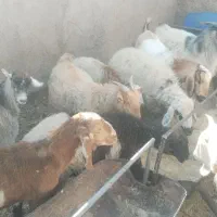 گوسفند فروشی|حیوانات مزرعه|کرمان, |دیوار