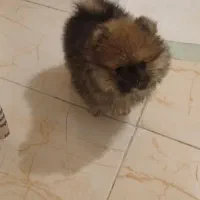 پامرخرسی اصل پرتقالی وسایل کامل|سگ|کرج, فاز ۳ گوهردشت|دیوار