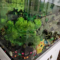 اکواریوم منحفنی|ماهی|ری, شهید بهشتی|دیوار