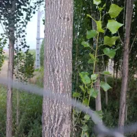 زمین باغ 1000متربهرجاده مشگین شهرمعاوضه باخانه