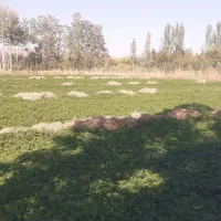 فروش ۶۵ عدد یونجه خوب