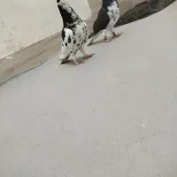 پرشی گرفتنی