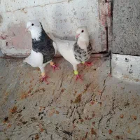 جفت طوق شازده