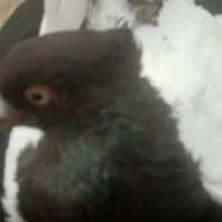 سینه نر|حیوانات مزرعه|مشهد, شهید شهریاری|دیوار