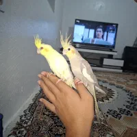 عروس هلندی نر و ماده با قفس