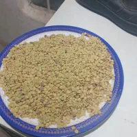 عدس