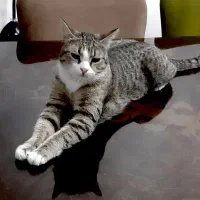 پمبه خانم خیلی دوست داشتنی