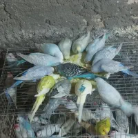 مرغ عشق زیبا