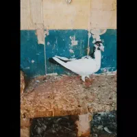 ۲تاحیون درجه یک