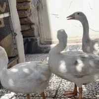 غاز