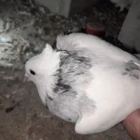 کبوتر|پرنده|سرپل ذهاب, |دیوار