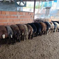 بره  پرواری