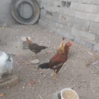 مرغ و خروس لاری