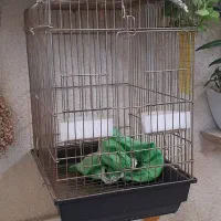 قفس عروس هلندی