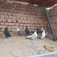 کبوتر|پرنده|نهبندان, |دیوار