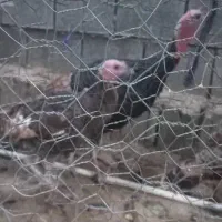 دو عدد بوقلمون چرام یک نر و یک ماده