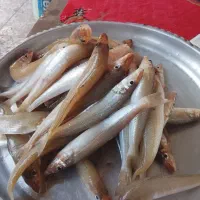 ماهی شورت درشت تازه