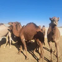 شتر هاشی بلوون دورگه چاق بدون شکم|حیوانات مزرعه|بافق, |دیوار