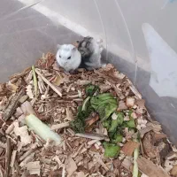 فروش همستر|موش و خرگوش|یزد, |دیوار