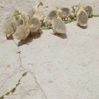 جوجه غاز گوشتی