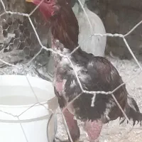 خروس ده ماهه