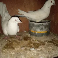 انگشتر فیروزه|جواهرات|ورامین, ورامین|دیوار