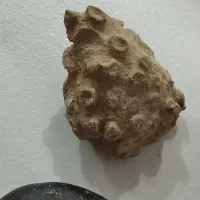 فروش سنگ فسیل|کلکسیون اشیاء عتیقه|تکاب, |دیوار