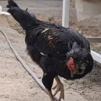 ۷ عدد خروس عالی و خوش استایل یکیش گلین فول فول