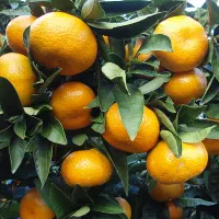 خریدار خرمالو نارنگی ژاپنی