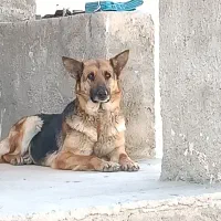 واگذاری سگ ژرمن شپرد|سگ|شاهرود, |دیوار