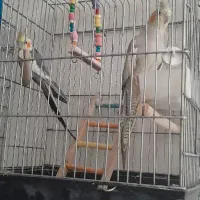 یک جفت عروس هلندی مولد جوجه بده و اماده تخم گذاشتن